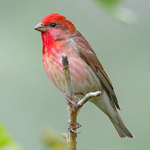 Common Rosefinch